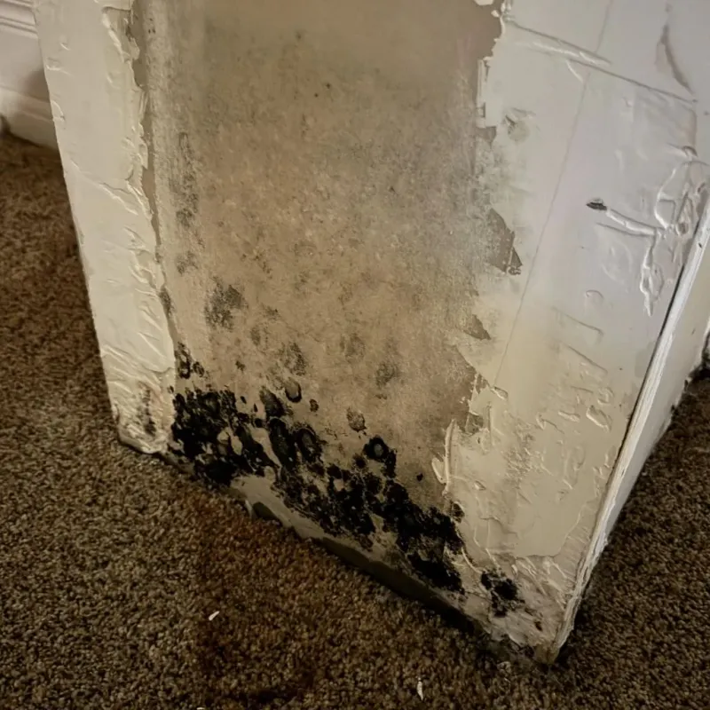 Professional Mold Removal in Jacinto City, TX